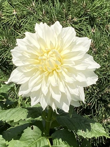 Customer photo review of XXL Dreamy Claw Clip