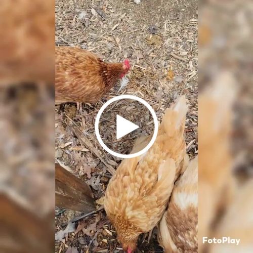 Customer video review of GrubTerra Dried Larvae