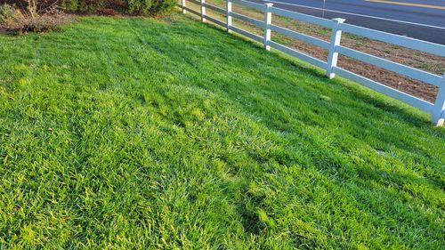 Customer photo review of Protene Performance Starter Fertilizer