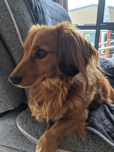 Customer photo review of Hemp Seed Oil for Dogs (200ml)