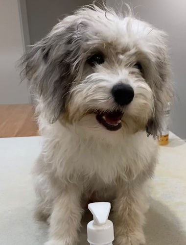 Customer photo review of Australia's Best Stinky Dog Shampoo