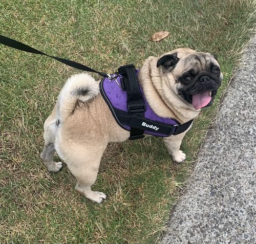 Customer photo review of No Pull Dog Harness Australia