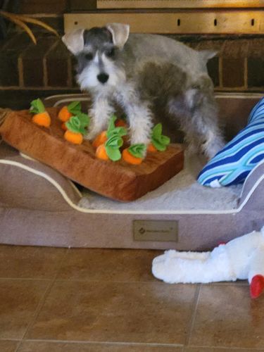 Customer photo review of Carrot Farm