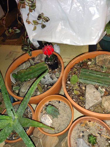 Customer photo review of Moon Cactus Red & Black | Gymnocalycium mihanovichii freidrichii