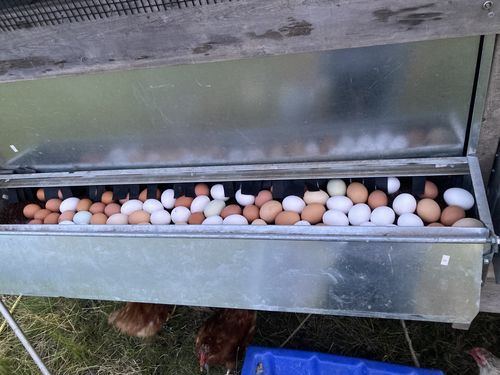 Customer photo review of Large (48") - Reversible Rollout Nest Box (Up to 45 Hens) - Premium Grade - Accepting backorders