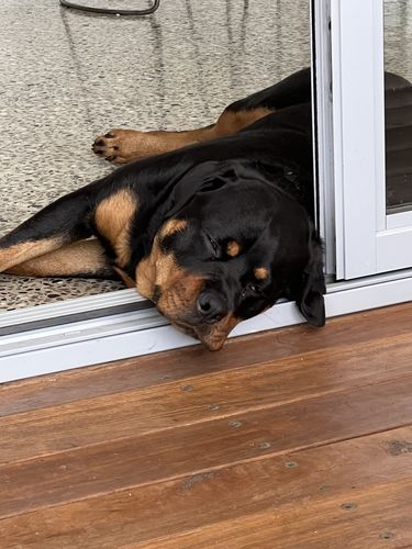 Customer photo review of Hemp Seed Oil for Dogs (200ml)