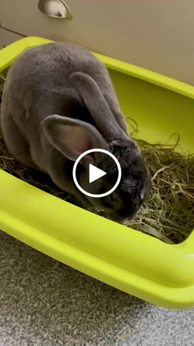 Customer video review of Timothy Hay Box 'Soft Cut'