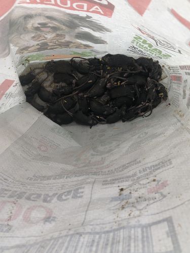 Customer photo review of Piège à Rats, Mulots et Souris à Trappe intelligente