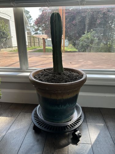 Customer photo review of San Pedro Cactus | Echinopsis pachanoi
