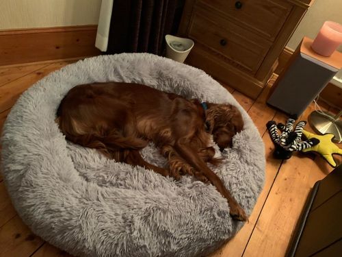 Customer photo review of Calming Donut Bed - Husky Grey