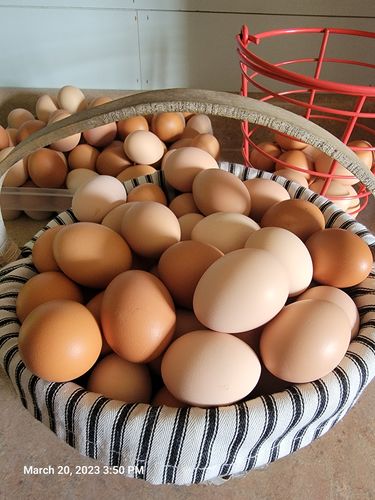 Customer photo review of Large (48") - Reversible Rollout Nest Box (Up to 45 Hens) - Premium Grade - Accepting backorders