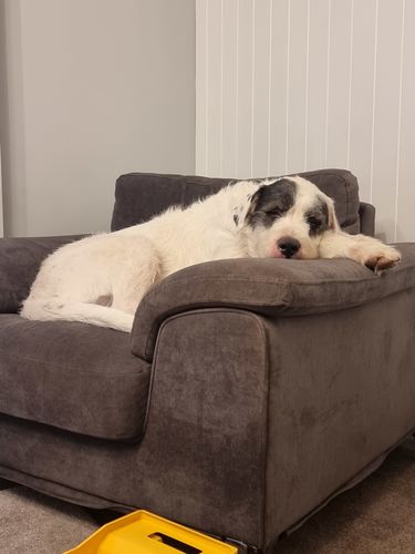Customer photo review of New Hemp Seed Oil for Large Dogs (500ml)