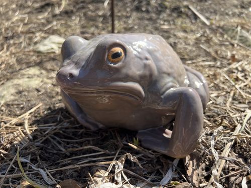 Customer photo review of Ribberta the Garden Frog *PREORDER*