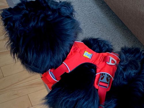 Customer photo review of Ruffwear Front Range Harness