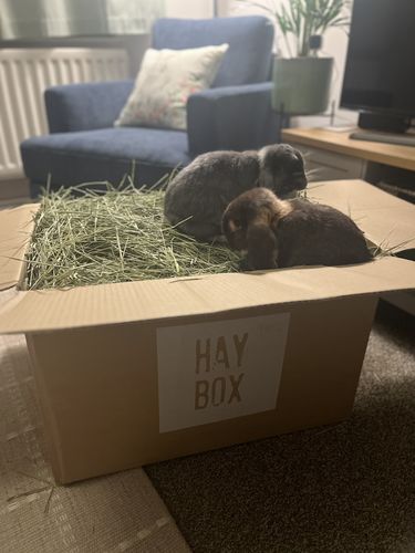 Customer photo review of Timothy Hay Box 'Coarse Cut'