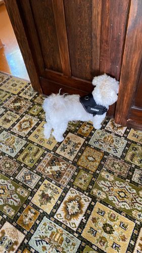 Customer photo review of No Pull Dog Harness Australia