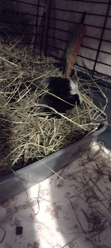 Customer photo review of Timothy Hay Box 'Blend'