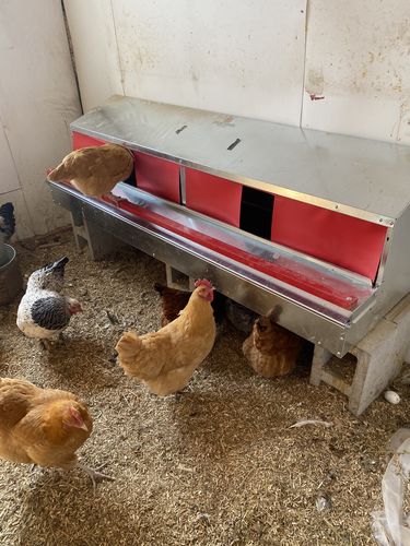 Customer photo review of X-Large (72") Reversible Rollout Nest Box (Up to 75 Hens) - Premium Grade - Backordered