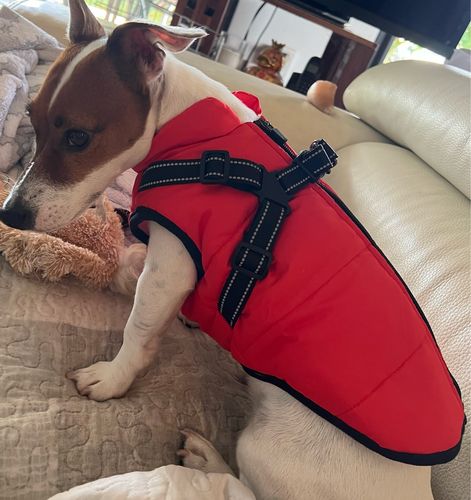 Customer photo review of Dog Coat - Winter Dog Jacket Australia