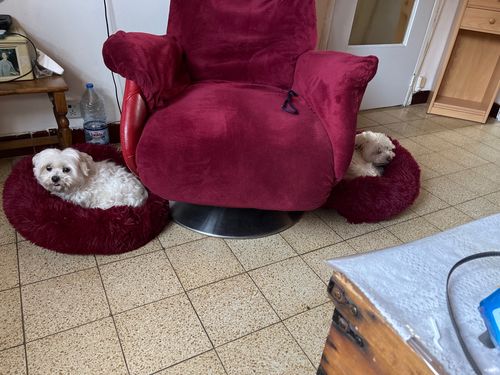 Customer photo review of Calming Dog Bed Australia | Anti Anxiety Dog Bed