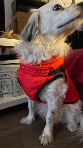Customer photo review of Dog Coat - Winter Dog Jacket Australia