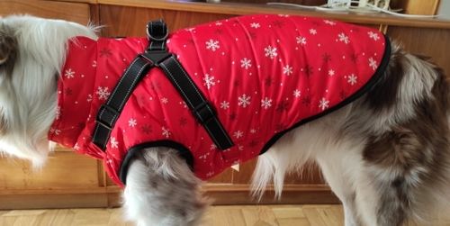 Customer photo review of Dog Coat - Winter Dog Jacket Australia