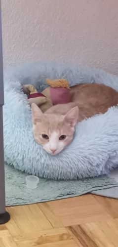 Customer photo review of Calming Dog Bed Australia | Anti Anxiety Dog Bed