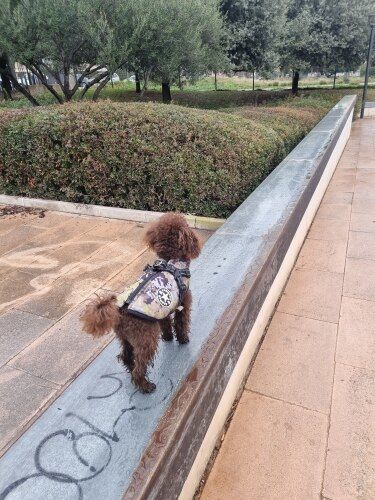 Customer photo review of Dog Coat - Winter Dog Jacket Australia