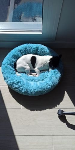 Customer photo review of Calming Dog Bed Australia | Anti Anxiety Dog Bed