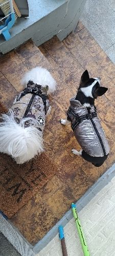 Customer photo review of Dog Coat - Winter Dog Jacket Australia