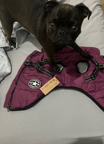 Customer photo review of Dog Coat - Winter Dog Jacket Australia
