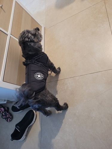 Customer photo review of Dog Coat - Winter Dog Jacket Australia