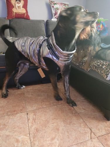 Customer photo review of Dog Coat - Winter Dog Jacket Australia