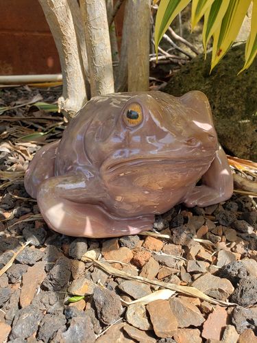 Customer photo review of Ribberta the Garden Frog *PREORDER*