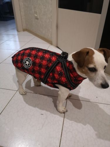 Customer photo review of Dog Coat - Winter Dog Jacket Australia
