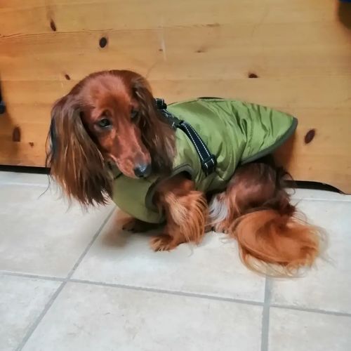 Customer photo review of Dog Coat - Winter Dog Jacket Australia