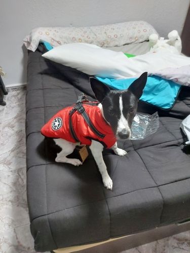Customer photo review of Dog Coat - Winter Dog Jacket Australia