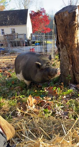 Customer photo review of Large Organic Coconut CBD Oil : Hip & Joints Health / Skin & Coat : 4 oz - 1,400 mg