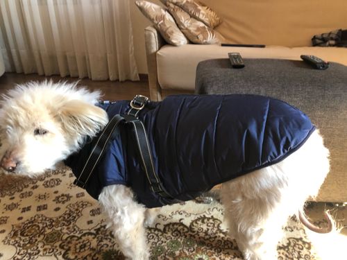 Customer photo review of Dog Coat - Winter Dog Jacket Australia