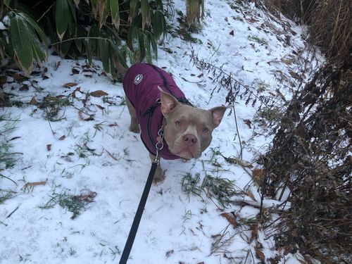 Customer photo review of Dog Coat - Winter Dog Jacket Australia