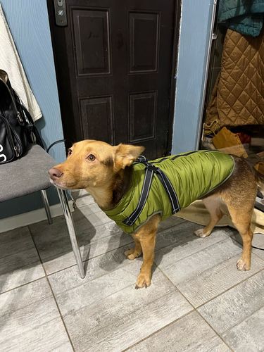 Customer photo review of Dog Coat - Winter Dog Jacket Australia