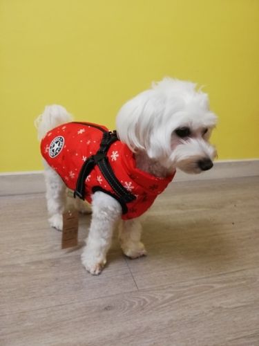 Customer photo review of Dog Coat - Winter Dog Jacket Australia