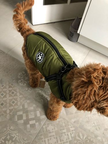 Customer photo review of Dog Coat - Winter Dog Jacket Australia