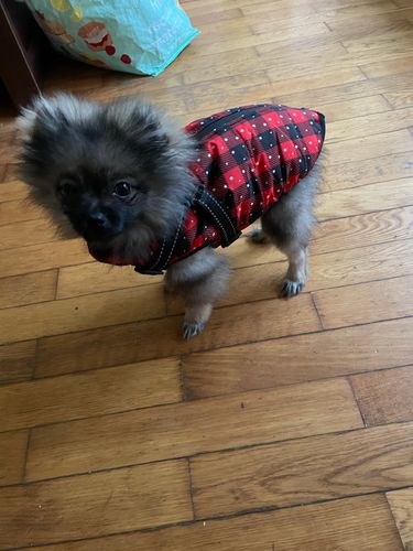 Customer photo review of Dog Coat - Winter Dog Jacket Australia