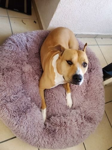 Customer photo review of Calming Dog Bed Australia | Anti Anxiety Dog Bed