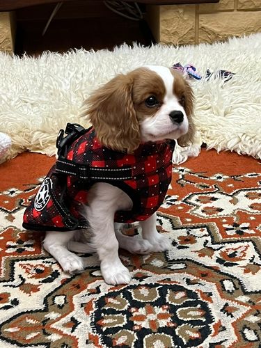 Customer photo review of Dog Coat - Winter Dog Jacket Australia