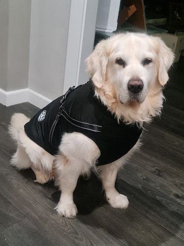 Customer photo review of Dog Coat - Winter Dog Jacket Australia