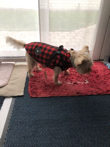 Customer photo review of Dog Coat - Winter Dog Jacket Australia