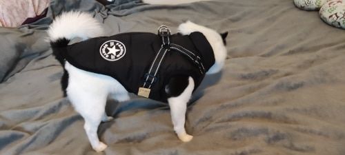 Customer photo review of Dog Coat - Winter Dog Jacket Australia