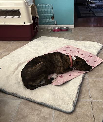 Customer photo review of Potty Buddy™ Pad